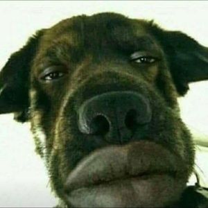 Meet your Posher, Joe